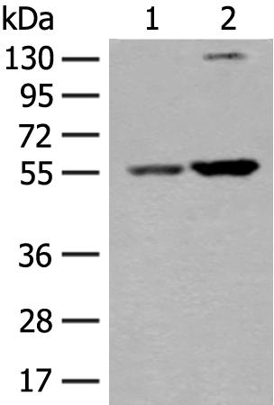 Rabbit Polyclonal Antibody to XPNPEP3