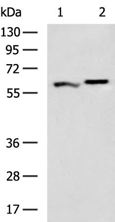 Rabbit Polyclonal Antibody to PTBP1