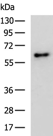 Rabbit Polyclonal Antibody to CLIP3