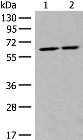 Rabbit Polyclonal Antibody to NCLN