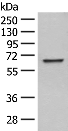 Rabbit Polyclonal Antibody to WDR1