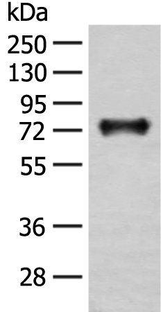 Rabbit Polyclonal Antibody to KAT14