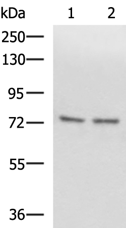 Rabbit Polyclonal Antibody to SCMH1