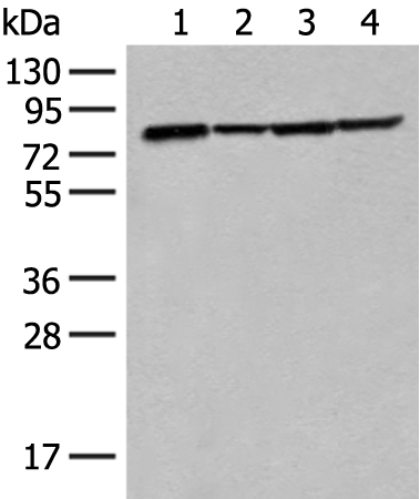 Rabbit Polyclonal Antibody to TUBGCP4