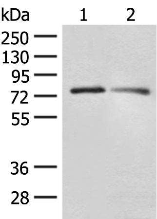 Rabbit Polyclonal Antibody to FXR2