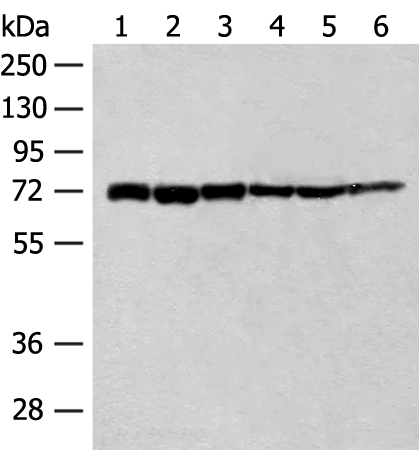 Rabbit Polyclonal Antibody to TCF25