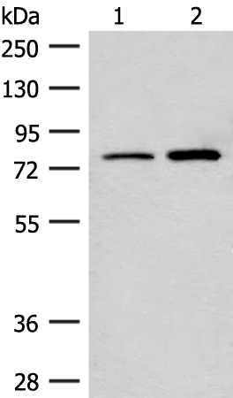Rabbit Polyclonal Antibody to THOP1
