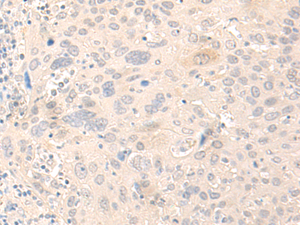 Rabbit Polyclonal Antibody to NLRX1