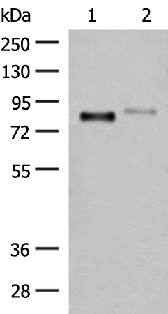 Rabbit Polyclonal Antibody to STT3A