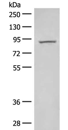 Rabbit Polyclonal Antibody to HOOK2