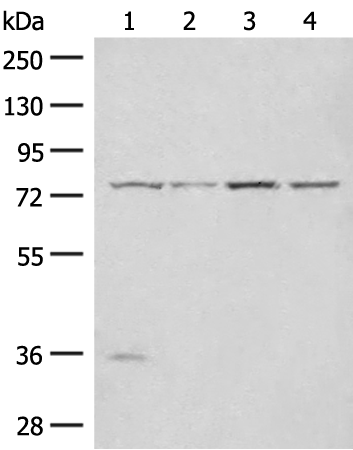 Rabbit Polyclonal Antibody to TLE1