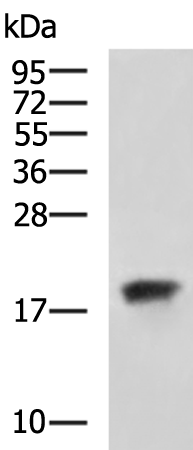 Rabbit Polyclonal Antibody to FXYD6