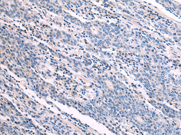 Rabbit Polyclonal Antibody to SH3BGRL