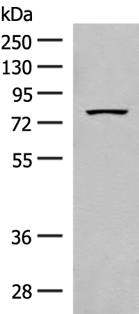 Rabbit Polyclonal Antibody to SPIRE1
