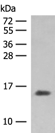 Rabbit Polyclonal Antibody to HBG1/HBG2