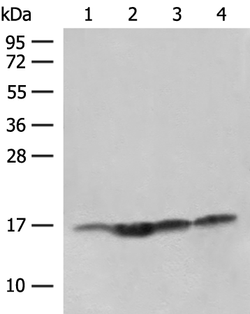 Rabbit Polyclonal Antibody to MAGOHB