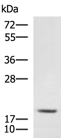Rabbit Polyclonal Antibody to MRPL20