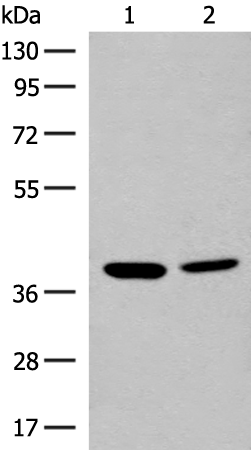 Rabbit Polyclonal Antibody to MRM1