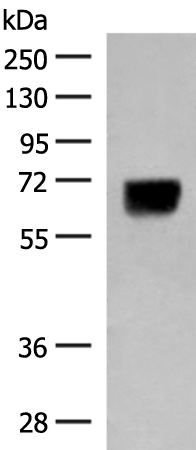 Rabbit Polyclonal Antibody to DGLUCY