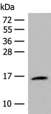 Rabbit Polyclonal Antibody to ISG15