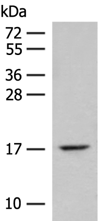 Rabbit Polyclonal Antibody to ISCU