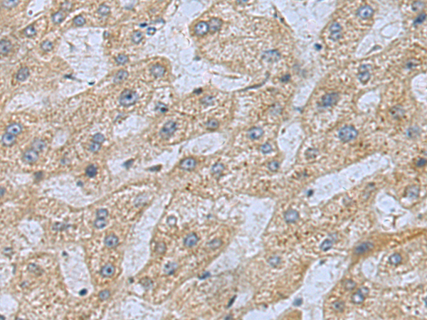 Rabbit Polyclonal Antibody to MED28
