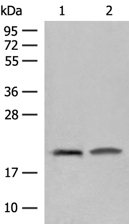 Rabbit Polyclonal Antibody to SEC11A