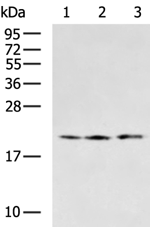 Rabbit Polyclonal Antibody to MRPL18