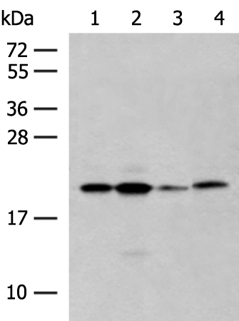 Rabbit Polyclonal Antibody to RNF5