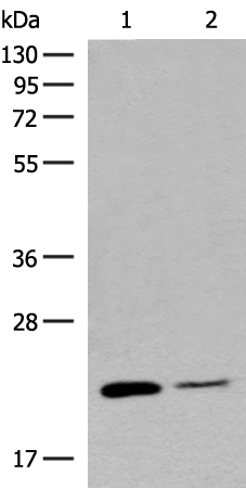 Rabbit Polyclonal Antibody to RAC3