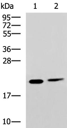 Rabbit Polyclonal Antibody to SRI