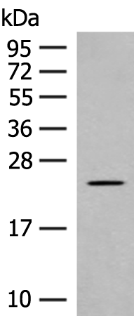 Rabbit Polyclonal Antibody to CLEC3B