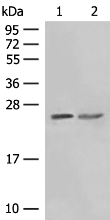 Rabbit Polyclonal Antibody to PCTP