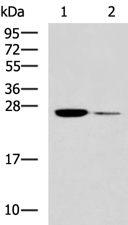 Rabbit Polyclonal Antibody to GSTZ1