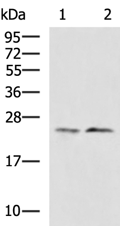 Rabbit Polyclonal Antibody to HPRT1