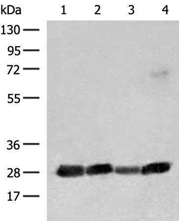 Rabbit Polyclonal Antibody to CD48