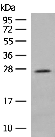 Rabbit Polyclonal Antibody to MDFI