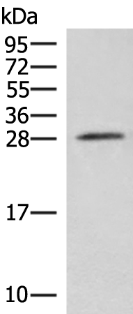 Rabbit Polyclonal Antibody to NIPSNAP3A