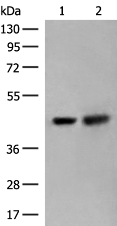Rabbit Polyclonal Antibody to ORC4