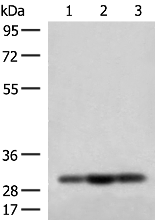 Rabbit Polyclonal Antibody to MRPS18B