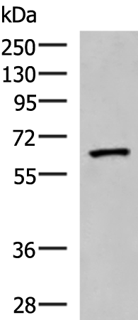 Rabbit Polyclonal Antibody to PDIA5