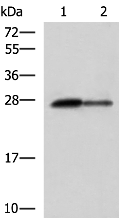 Rabbit Polyclonal Antibody to CTRB1