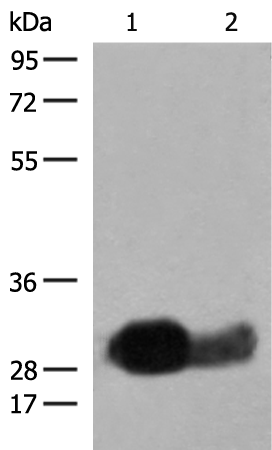 Rabbit Polyclonal Antibody to HLA-DRB1