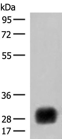 Rabbit Polyclonal Antibody to HLA-DRB4