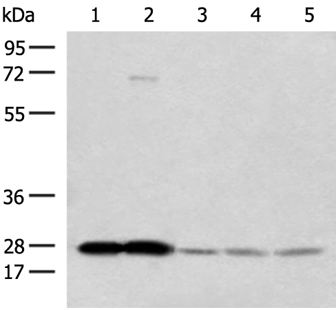 Rabbit Polyclonal Antibody to OVOL2