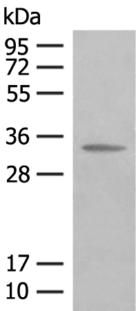 Rabbit Polyclonal Antibody to CNPY3