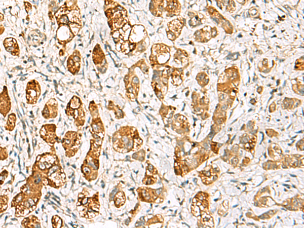 Rabbit Polyclonal Antibody to RIMS3
