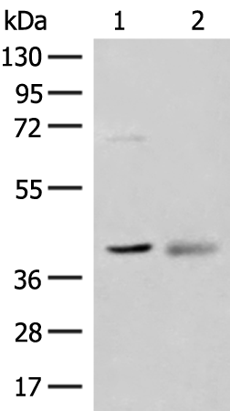 Rabbit Polyclonal Antibody to ADH5