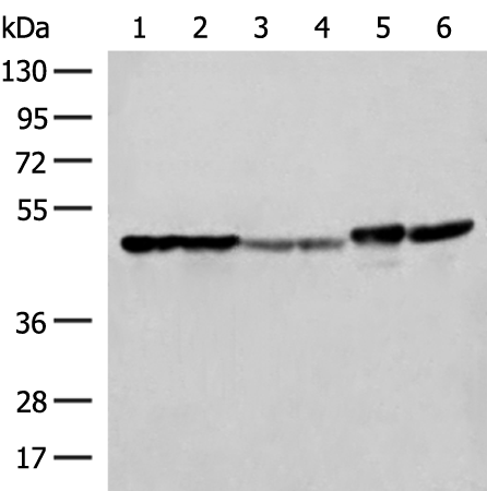 Rabbit Polyclonal Antibody to FLOT2