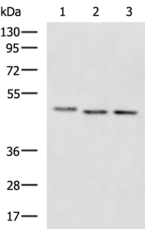 Rabbit Polyclonal Antibody to EIF4A2